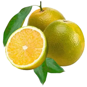 jbarnabe-distribuidora-de-hotifruti-laranja-pêra-rio