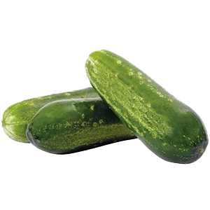 jbarnabe-distribuidora-de-hotifruti-pepino